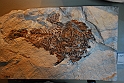 I Fossili di Bolca_23